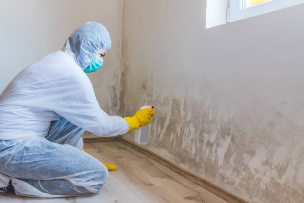 Licensed Mold Testing service in Princeton, NC - WQB Mold Removal